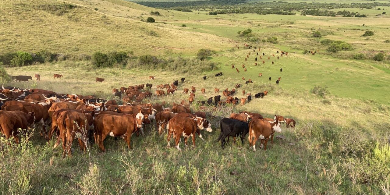 Negocios particulares de Haciendas y Lanas