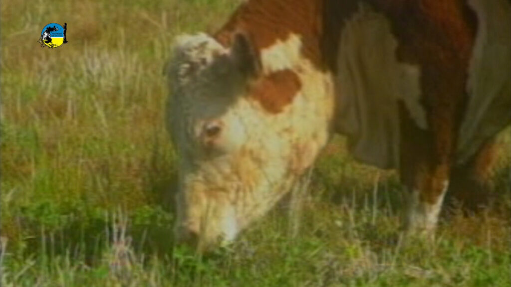imagen de ganado comiendo pasto, novillo mercosur: aumentos de precios