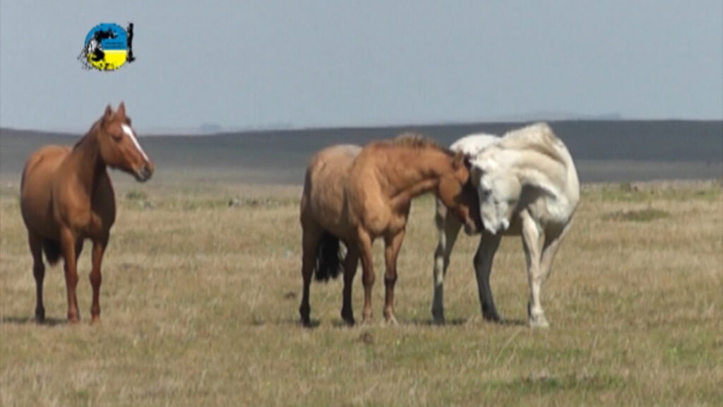 imagen de caballos en el campo, se detectó la enfermedad "surra" en equinos 