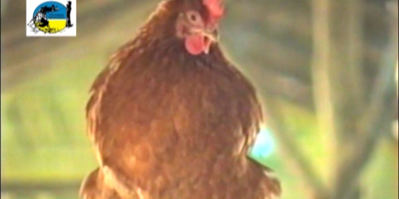 Caso de influenza aviar en aves en Colonia