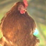 Caso de influenza aviar en aves en Colonia