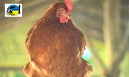 Caso de influenza aviar en aves en Colonia