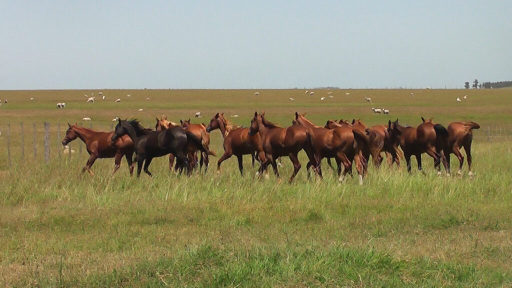 imagen de caballos corriendo en el campo, el precio del equino cerró el año a $50.18 por kilo