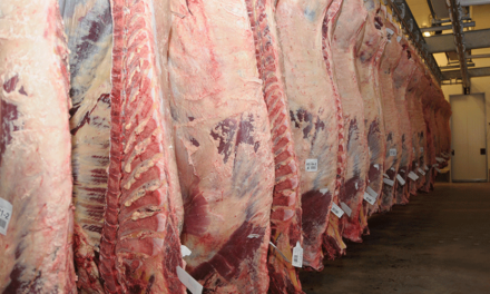 Carne Bovina a U$S 5.136 la tonelada