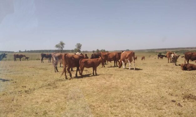 MGAP: apoyo para productores por sequía