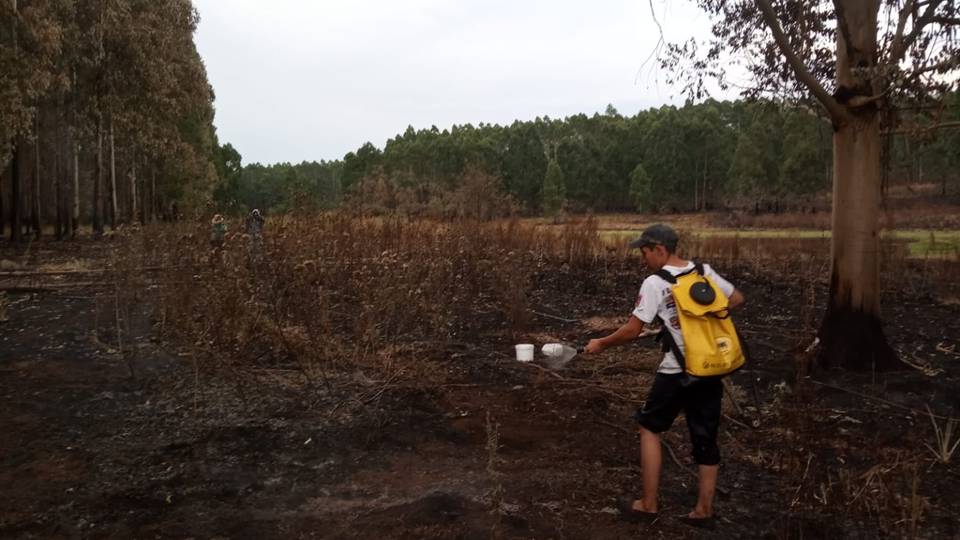imagen de predio forestal quemada por incendios: ACORDARON NUEVAS MEDIDADAS 