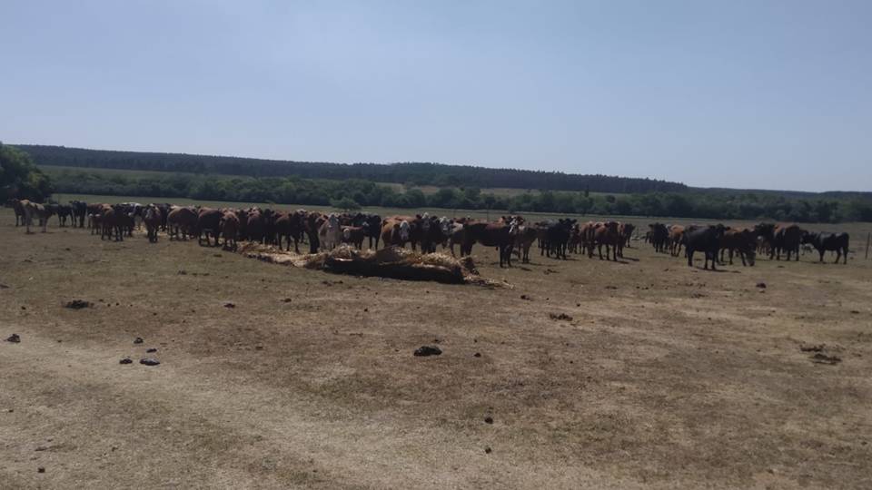 imagen de ganado en campo de seuía, el mgap: apoyo para productores 