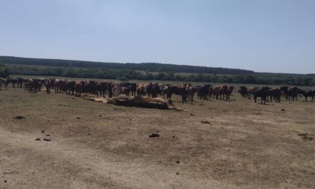 MGAP amplió Emergencia Agropecuaria