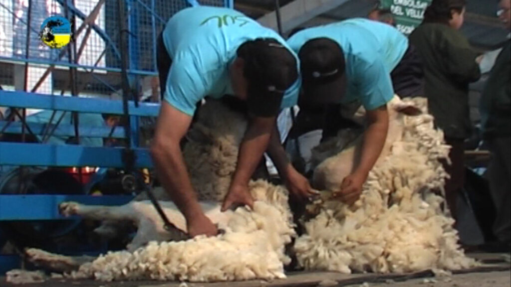 imagen esquilando ovejas, lanas: negocios en el mercado local