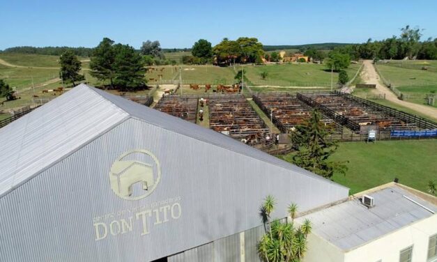 Don Tito: Valdez vendió 1.100 vacunos