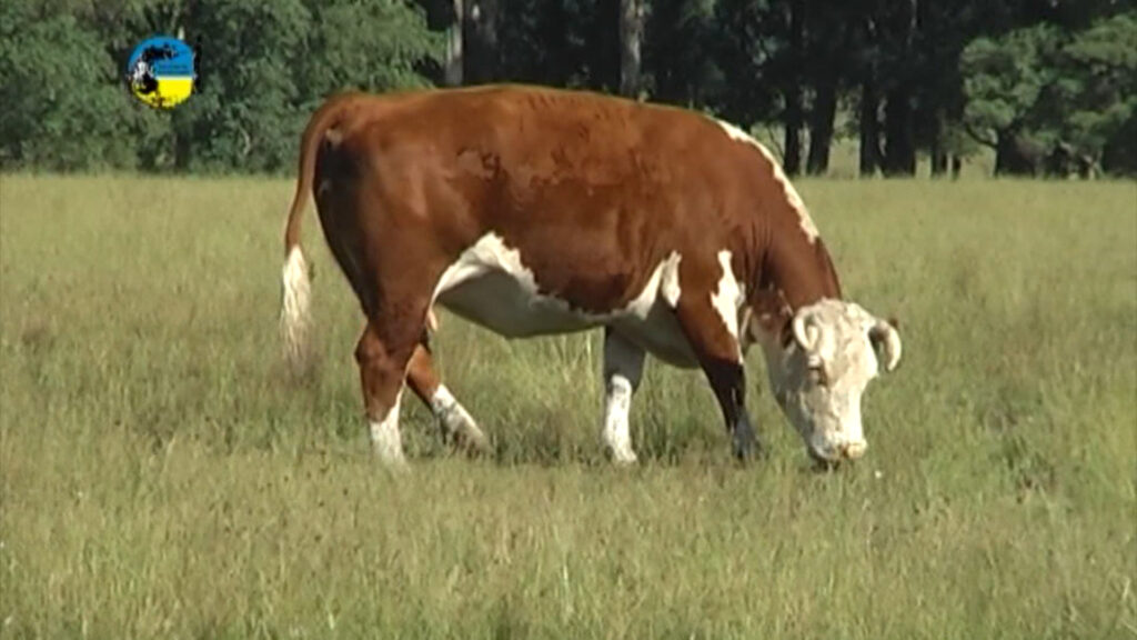 imagen de vaca gorda en el campo, mercado ganadero continúa firme 