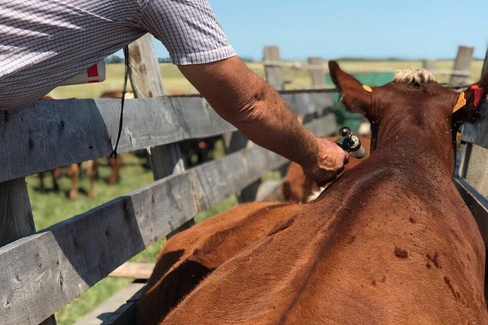 Entrega Vacunas Aftosa 2022