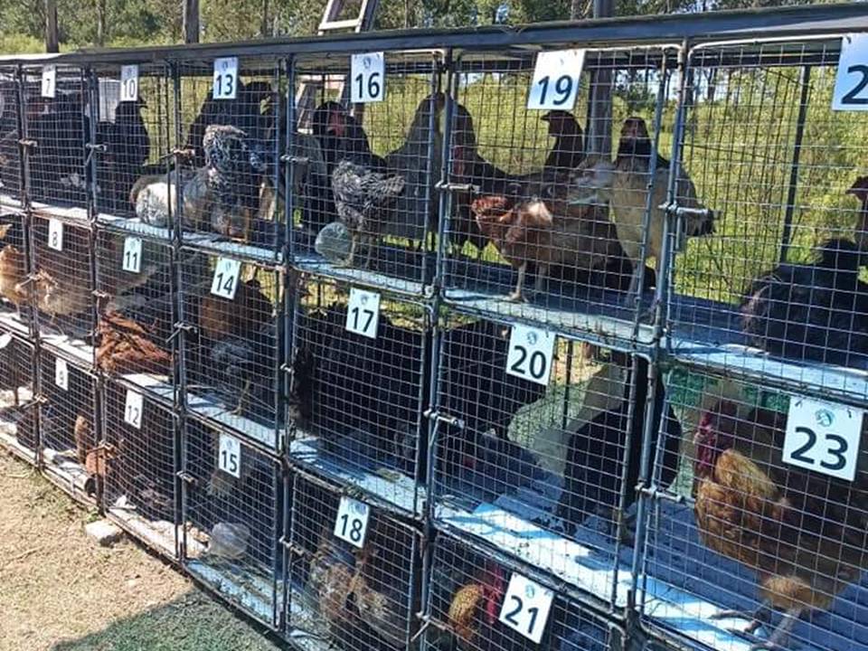 imagen de gallinas en jaulas en un buen remate en la pedrera 