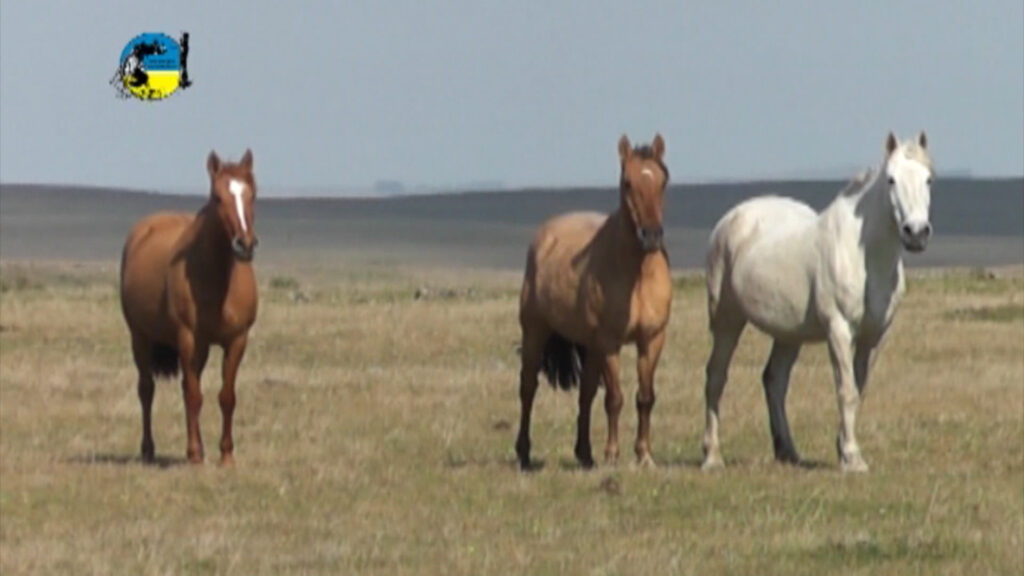imagen de caballos en el campo, precio del equino enero 2022