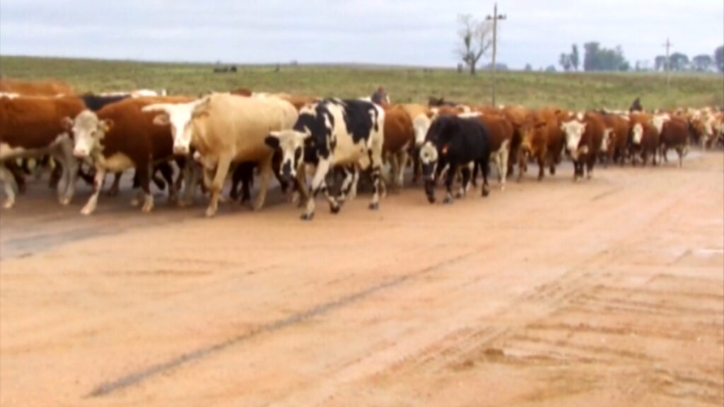 imagen de ganado, se extiende pastoreo de animales en vía pública