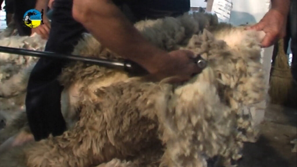 imagen de esquila de oveja, mercado de lanas: se realizaron negocios 