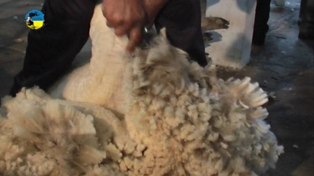 imagen de esquila, negocios de lanas en el mercado local 
