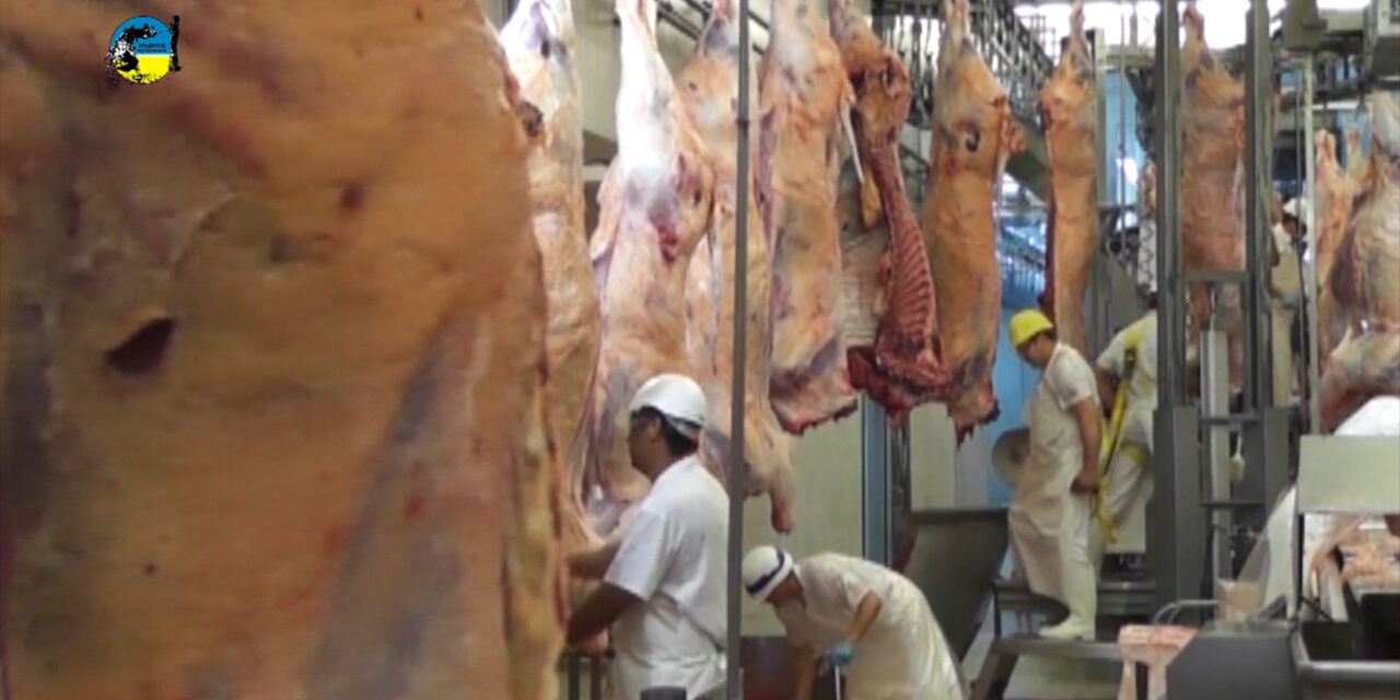 Faena Bovina fue de 58.287 cabezas