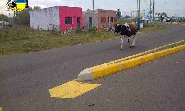 Intendencias podrán vender animales sueltos