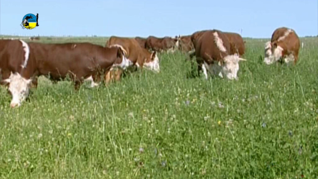 imagen de novillos en pradera, el novillo en uruguay no para de subir 