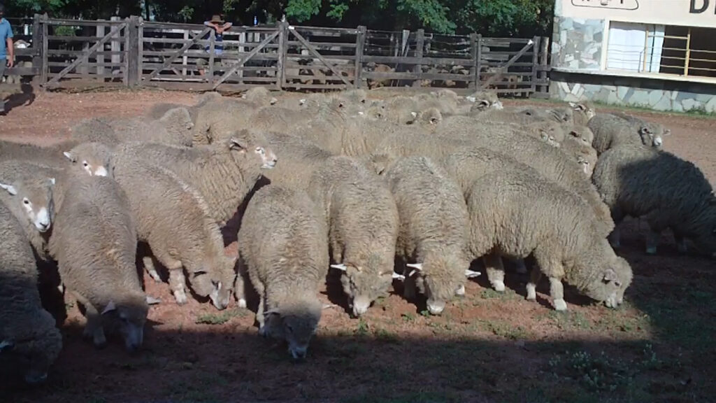 imagen de lanares en la feria de porto en la rural de tacuarembó