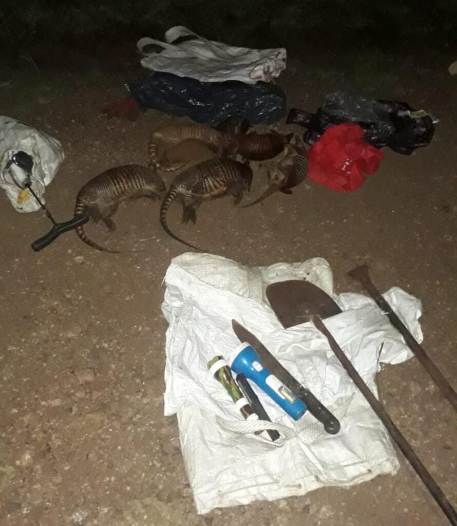 imagen de los implementos y animales en el procedimiento de dos hombres detenidos por cazar animales protegidos 