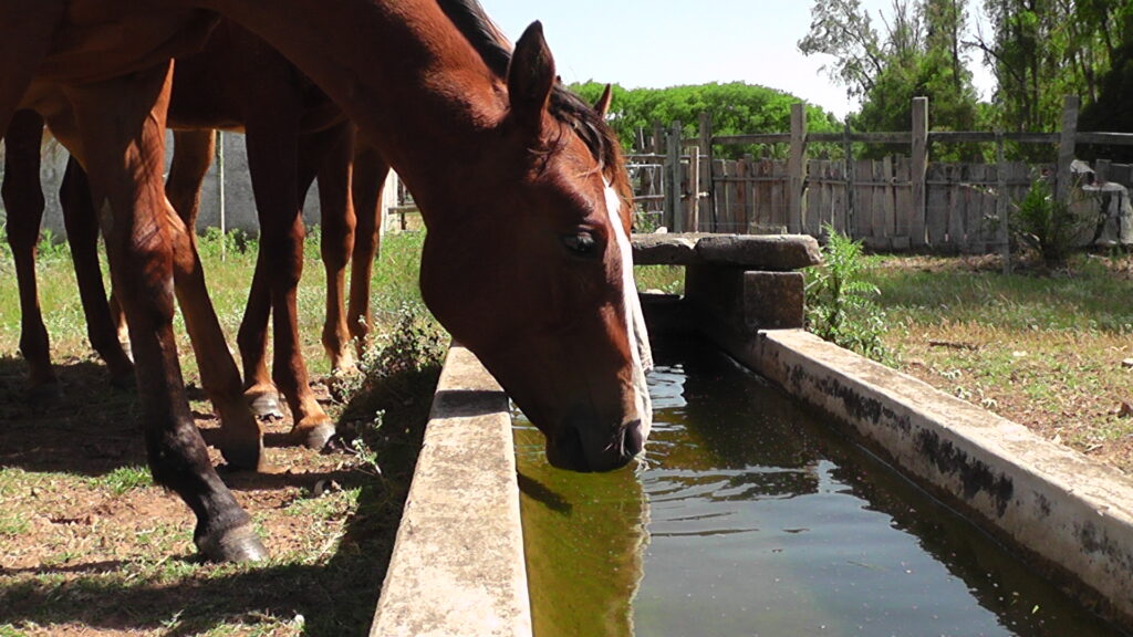 imagen de caballo tomando agua, el precio del equino bajó en febrero 
