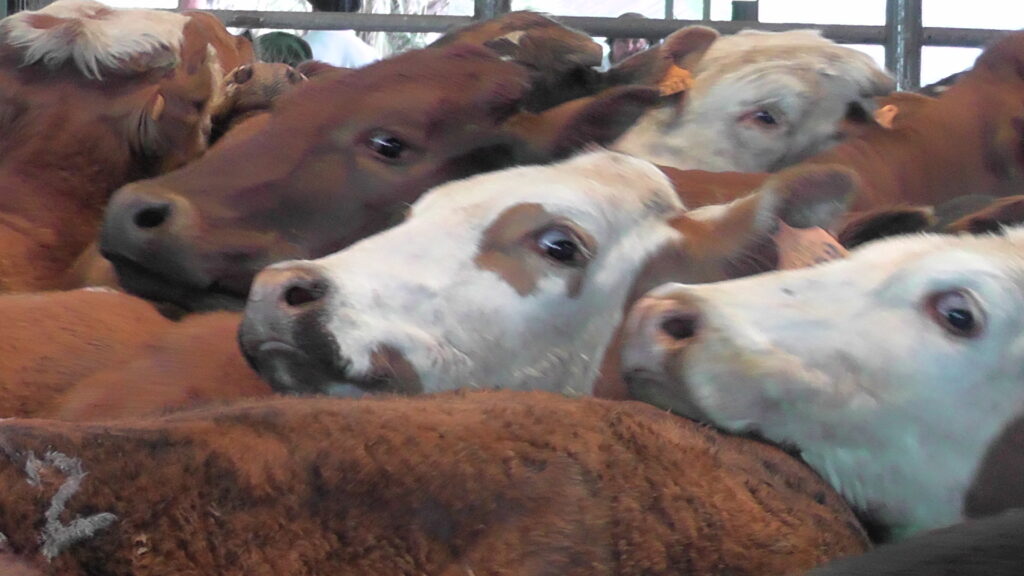 imagen de ganado, novillo mercosur: uruguay con el mayor precio del mundo 