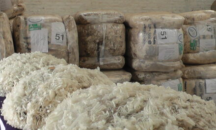 Mercado local de lanas: negocios