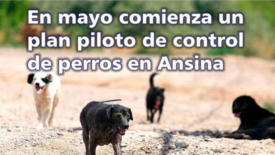 Palenque Rural: control de perros