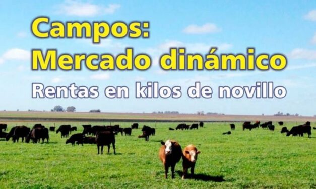 Palenque Rural: mercado dinámico en campos
