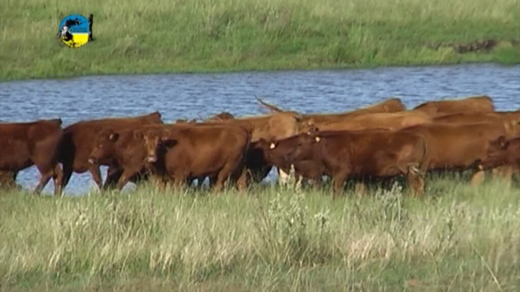 IMAGEN DE GANADO EN EL CAMPO, NOVILLO MERCOSUR TUVO SUBAS EN TODA LA REGIÓN