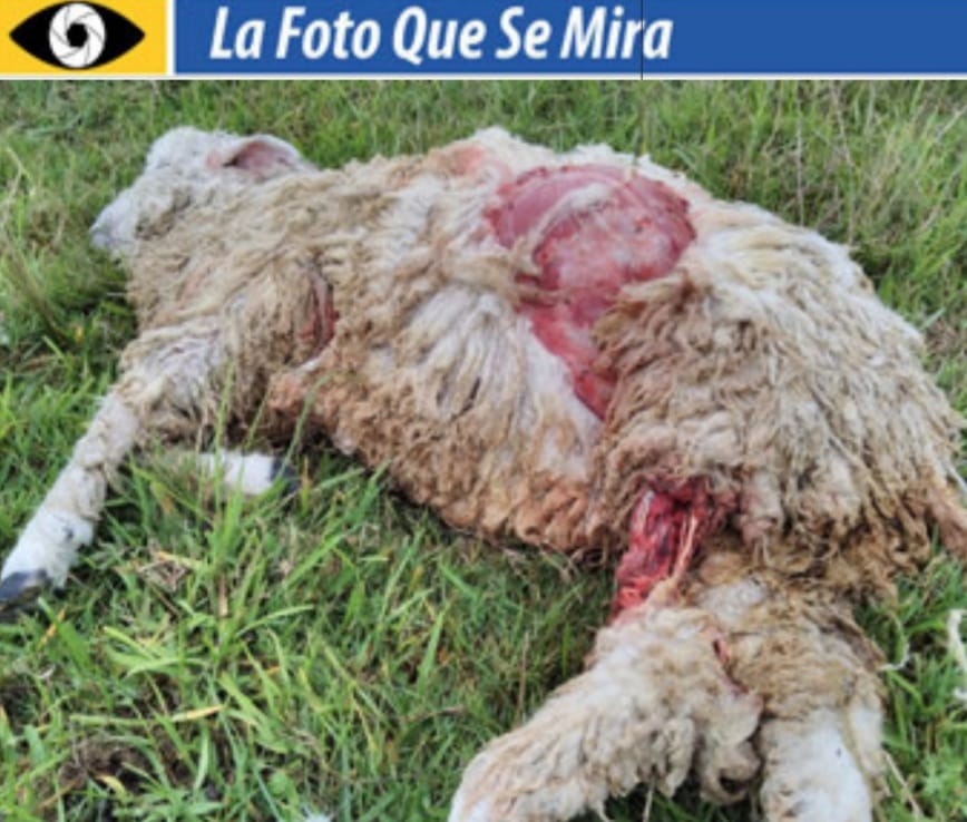 imagen de la foto que se mira, oveja muerta, atacada por perros