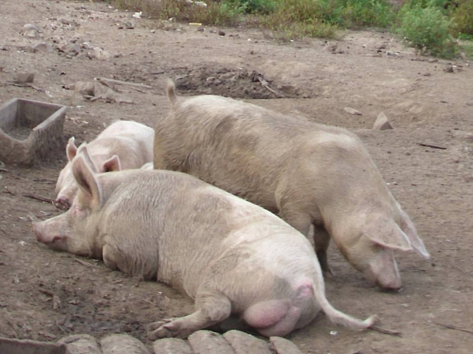 imagen de cerdos, ventas totales en la pedrera 