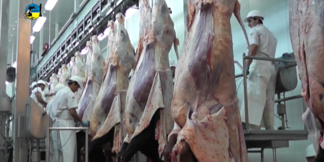 Faena Bovina fue de 36.764 cabezas