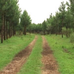 Dirección Forestal publicó datos sobre el sector