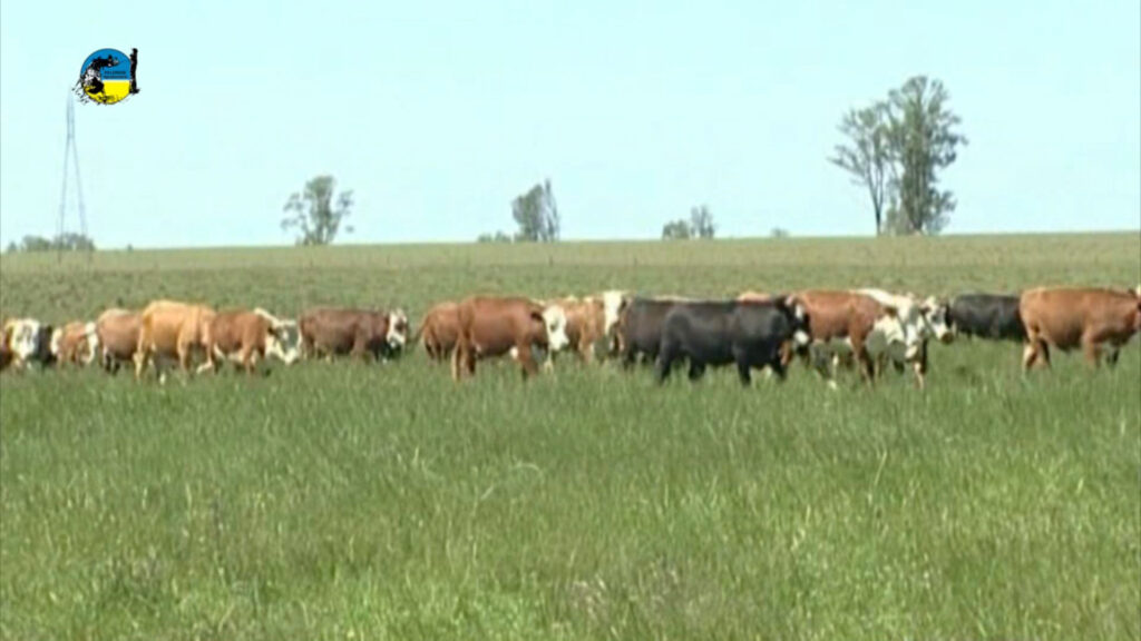 IMAGEN DE GANADO EN EL CAMPO, NOVILLO MERCOSUR: AUMENTÓ EN URUGUAY Y BRASIL