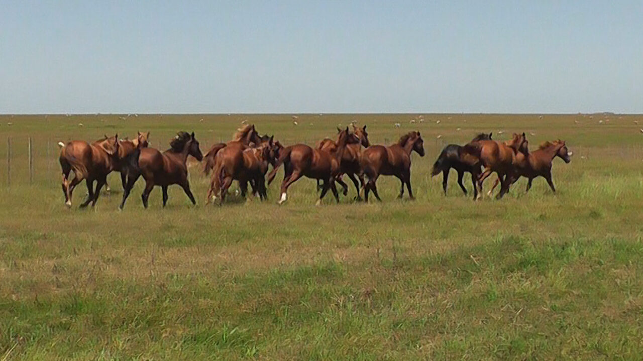 imagen de caballos corriendo en el campo, el valor del yeguarizo bajó 5.4%