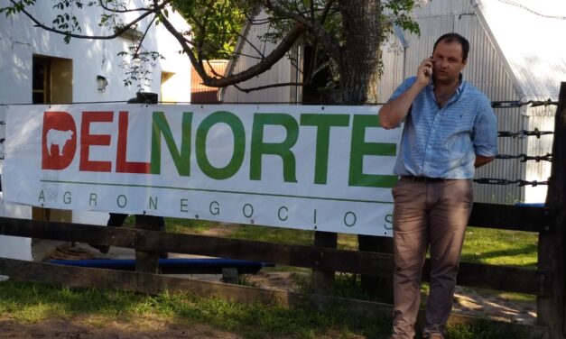 Se exportaran 15 mil vaquillonas a China
