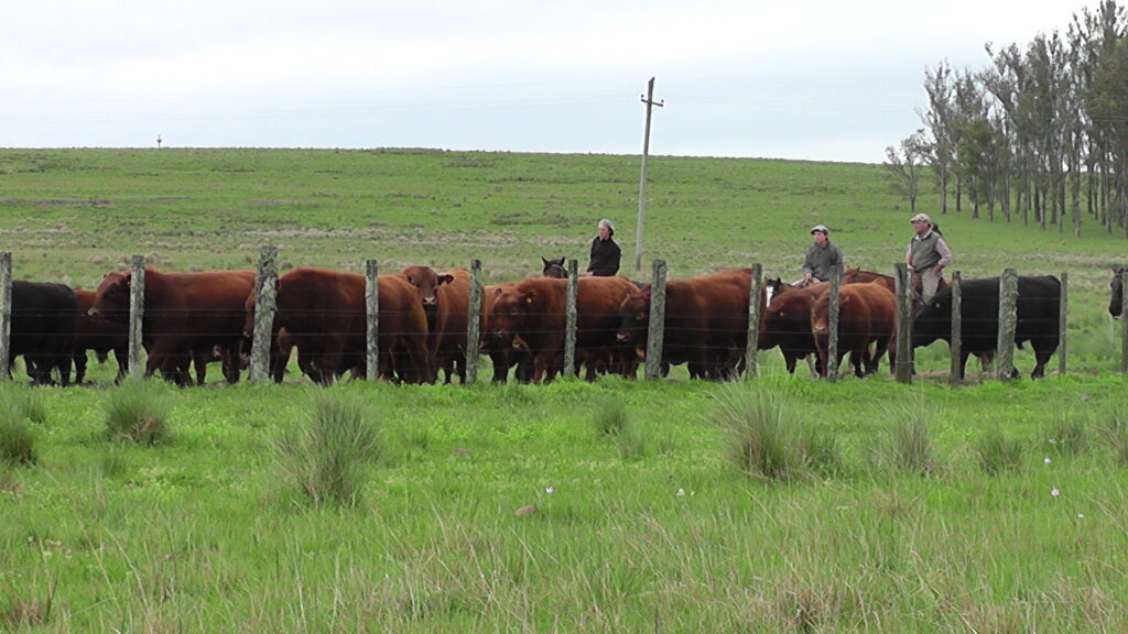 imagen de ganado en el campo, novillo mercosur: precios estables 