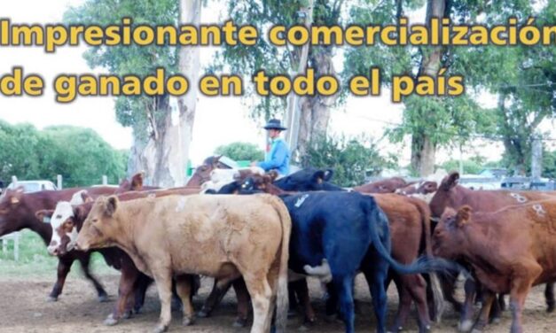 Palenque Rural: impresionante comercialización