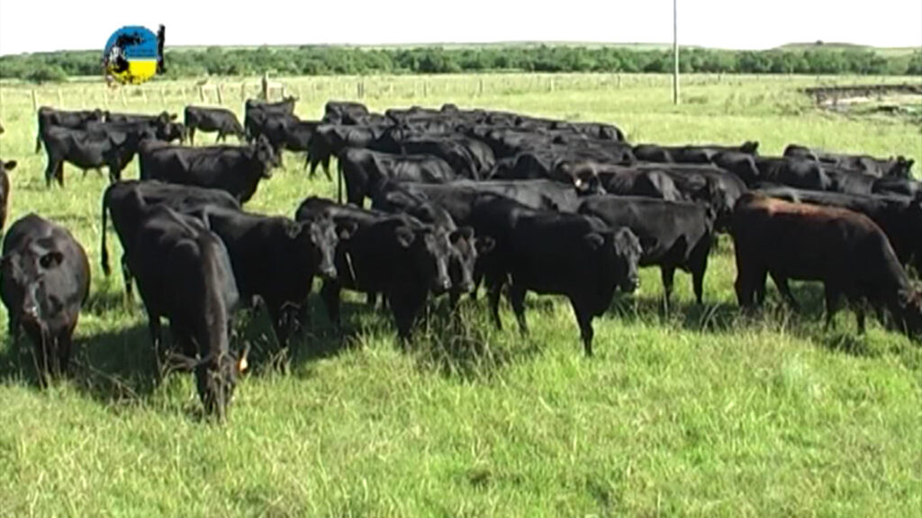IMAGEN DE VAQUILLONAS ANGUS EN EL CAMPO, SE EXPORTARAN 15 MIL VAQUILLONAS A CHINA