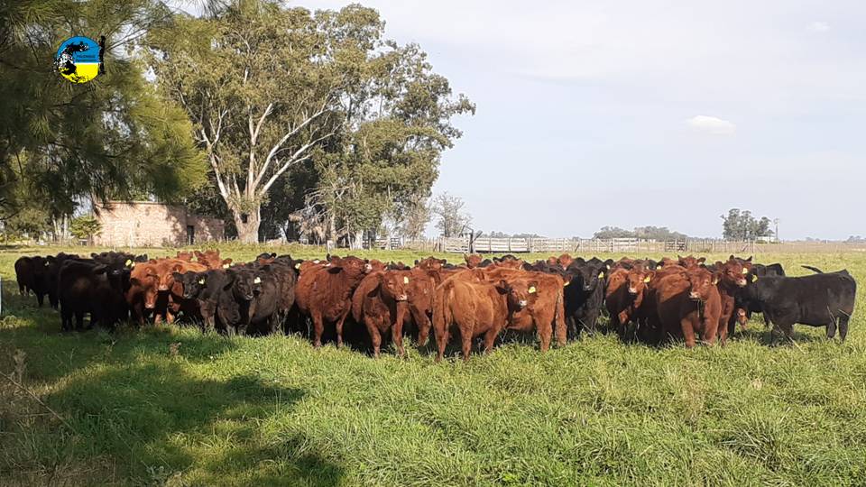 IMAGEN DE VAQUILLONAS ABERDEEN ANGUS EN EL CAMPO DE CABAÑA "LA ESENCIA": TRABAJO FAMILIAR