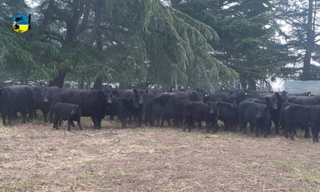 El Hinojo: Un rodeo Aberdeen Angus escocés