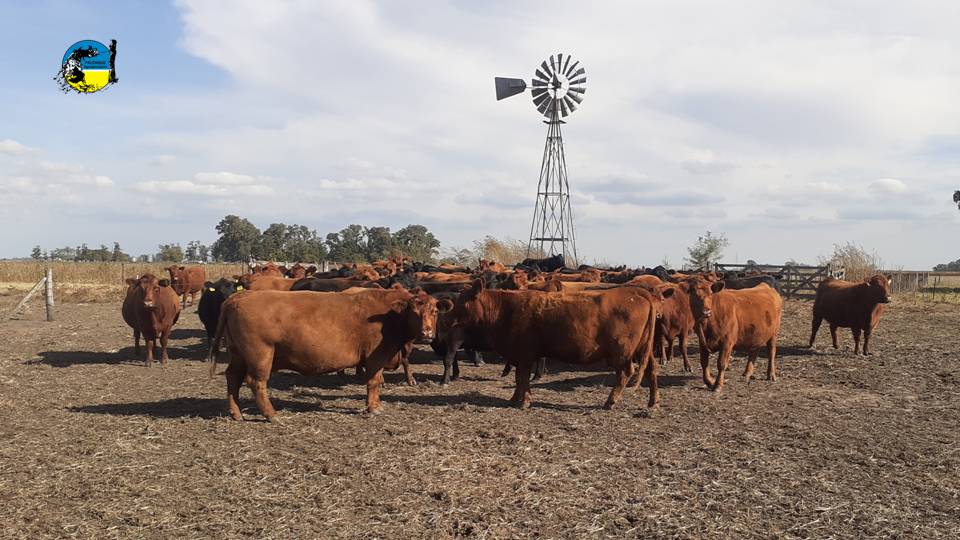 IMAGEN DE VACAS ABERDEEN ANGUS