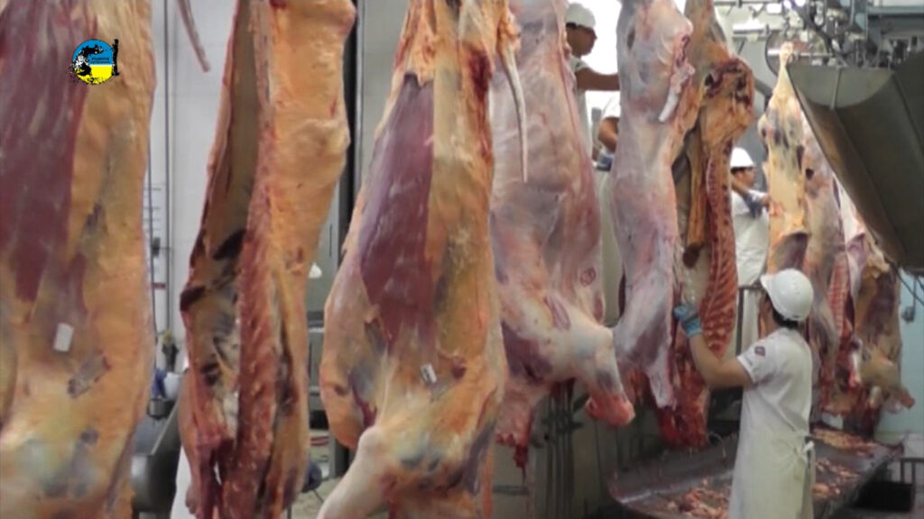 imagen de faena bovina, se faenaron 58.968 cabezas
