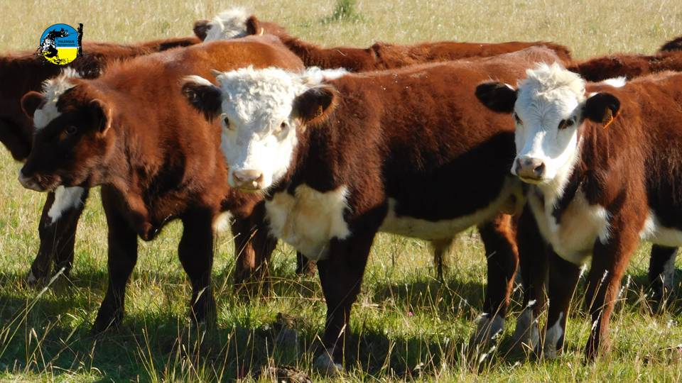 Novillo: sigue la escalada de precios en Uruguay