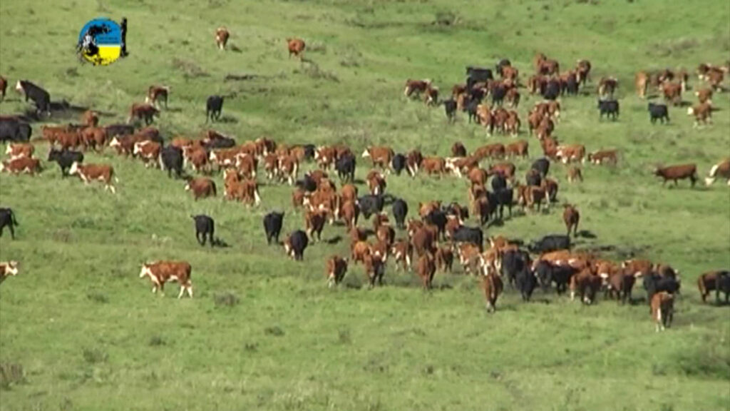 imagen de ganado en el campo, novillo: uruguay alcanzó 23 semanas a la suba