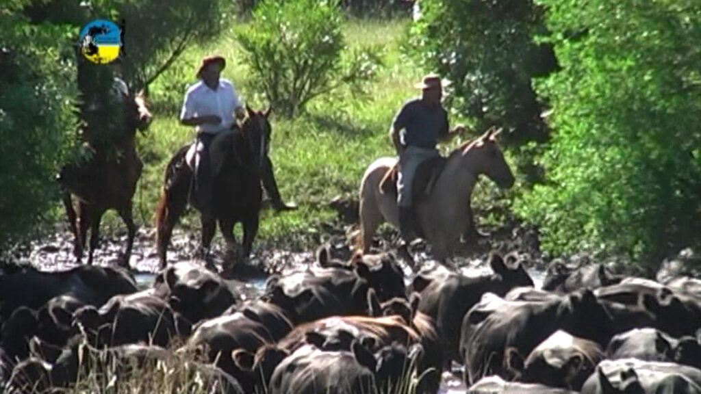 IMAGEN DE GANADO EN EL CAMPO