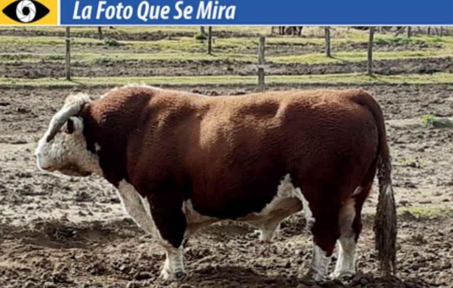 IMAGEN DE LA FOTO QUE SE MIRA, UN TORO EN CENTRO DE INSEMINACIÓN EN ARGENTINA